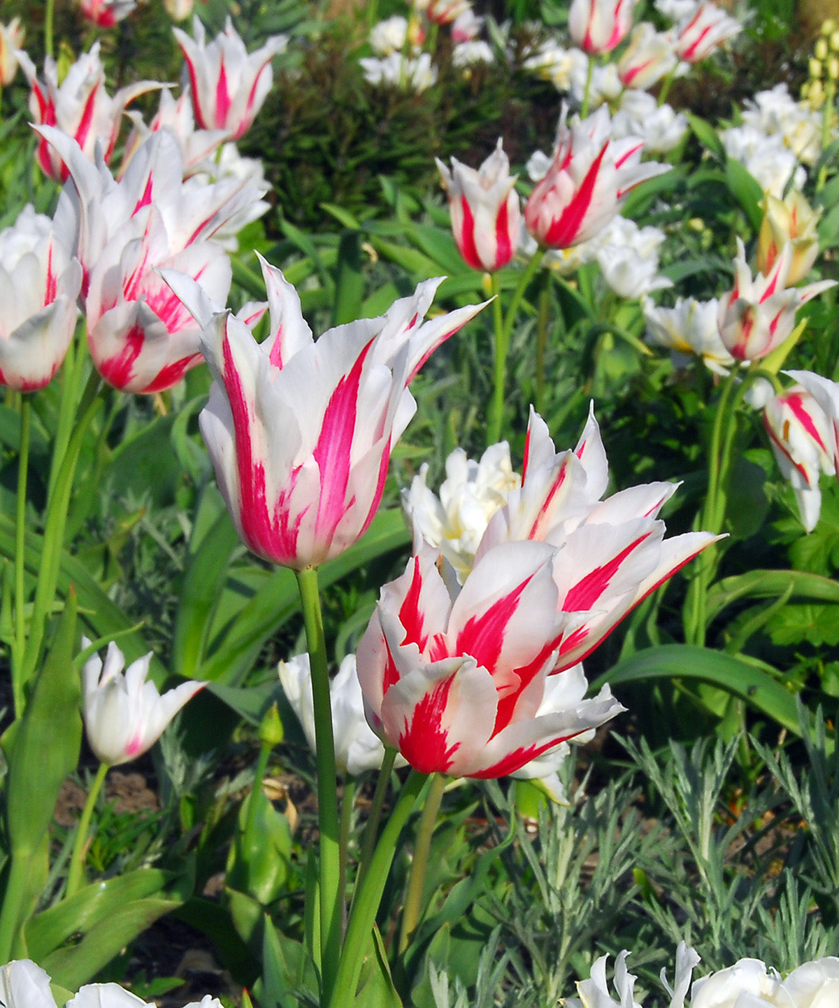 Marilyn Lily Flowered Tulip - 10 bulbs