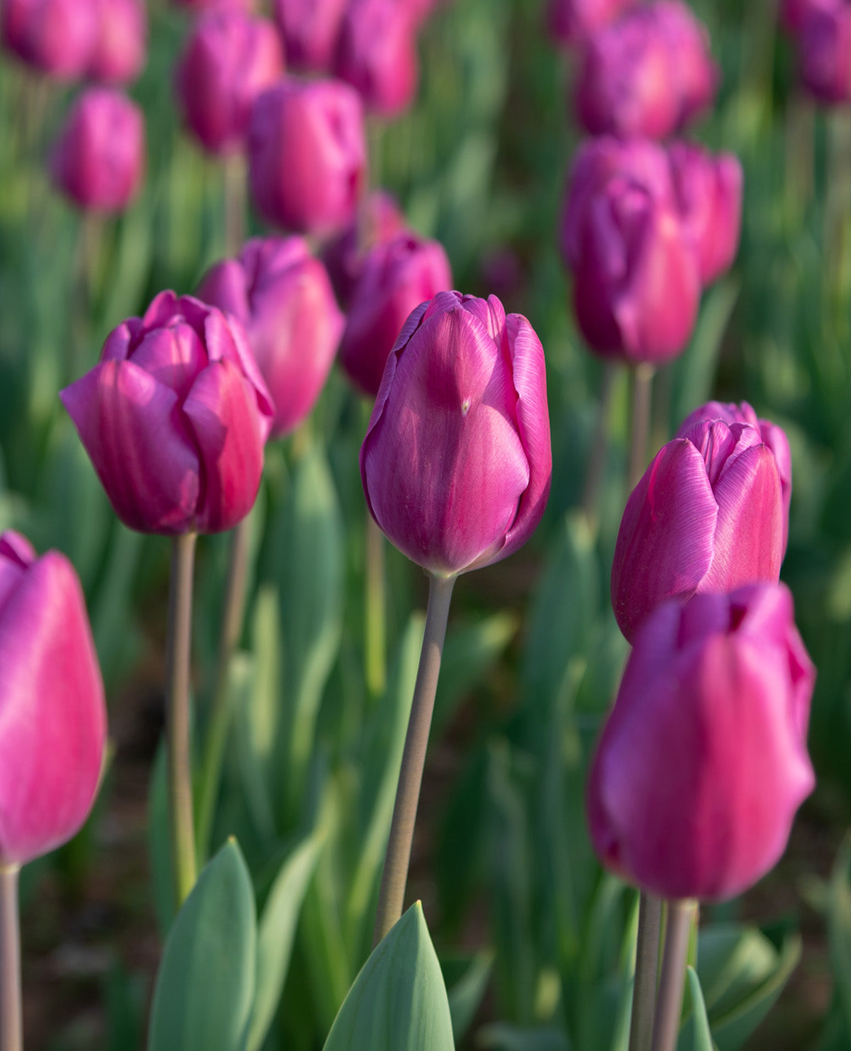 Negrita Triumph Tulip - 10 bulbs