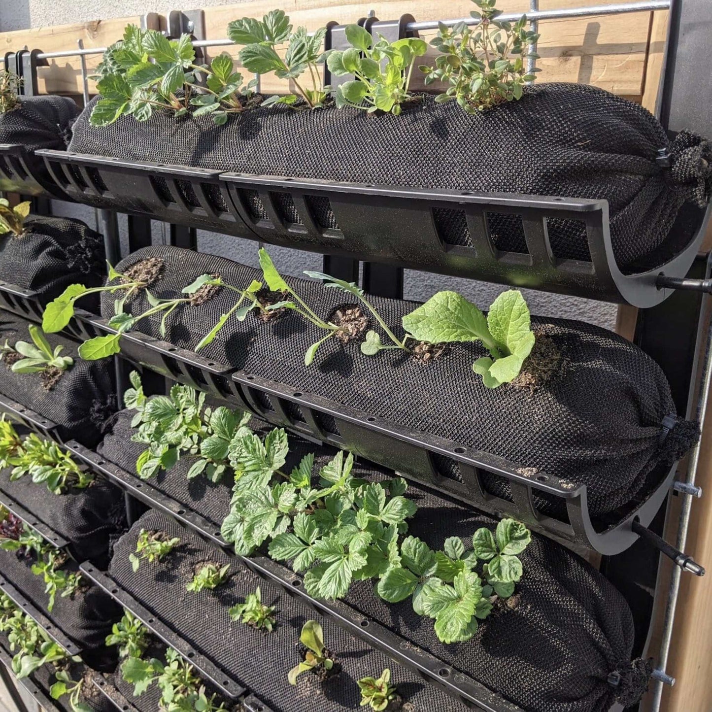 Varden™ trays from Bootstrap Farmer installed and filled with seedlings for planting in a greenhouse.