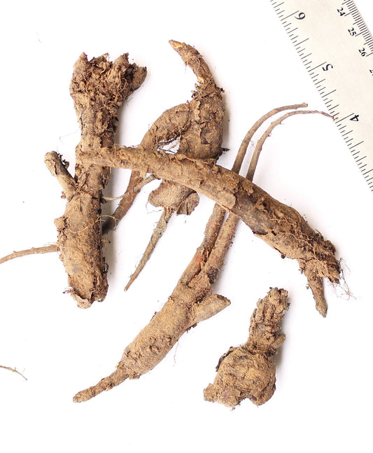 Virginia Bluebells wildflower root divisions from BloomingBulb, showing five healthy root sections for planting and garden growth.