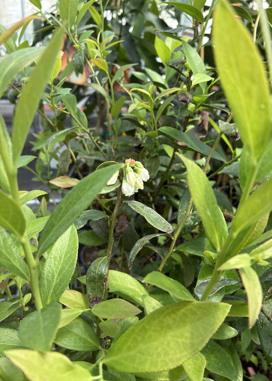 Blueberry 'Pink Lemonade' fruiting plant by Sow Exotic with green leaves and developing pinkish blueberries on the shrub.