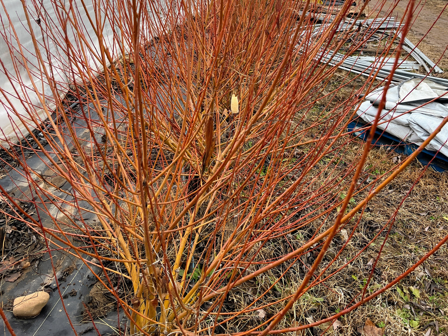 Yellow Flame Willow tree with bright yellow leaves and graceful branches, showcasing vibrant foliage and natural elegance.
