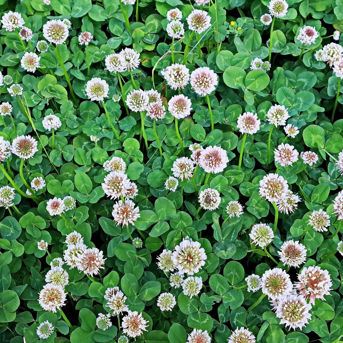 White Dutch Clover Seeds by Alliance of Native Seedkeepers, flower seeds for lush, natural ground cover and vibrant blooms.