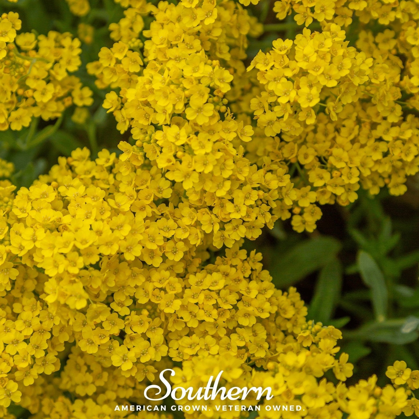 Basket of Gold Alyssum seeds from Southern Seeds, showing a vibrant yellow flowering plant in a woven basket.