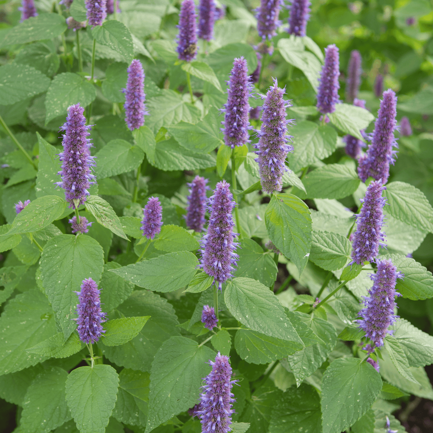 Packet of Anise Hyssop seeds from Southern Seeds, showing 200 seed seeds in a clear packet for planting and gardening.