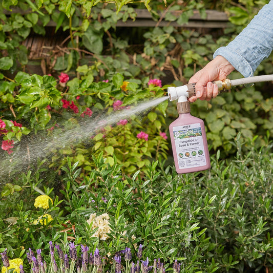 Organic fungicide for roses and flowers by Arber, showing a bottle of natural plant protection product.