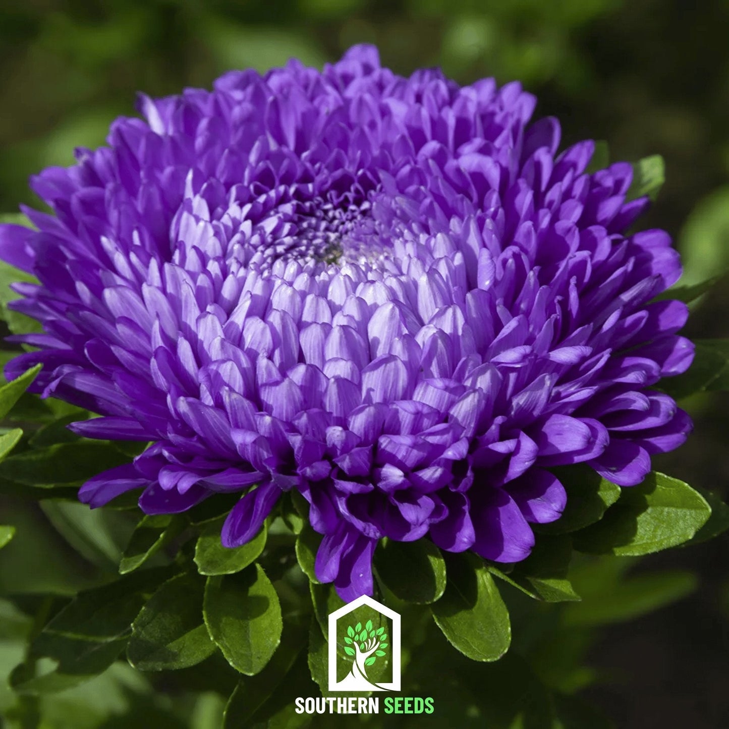 Dark blue Paeony Duchess Aster seeds from Southern Seeds, showing vibrant flower buds and seed packet for planting.
