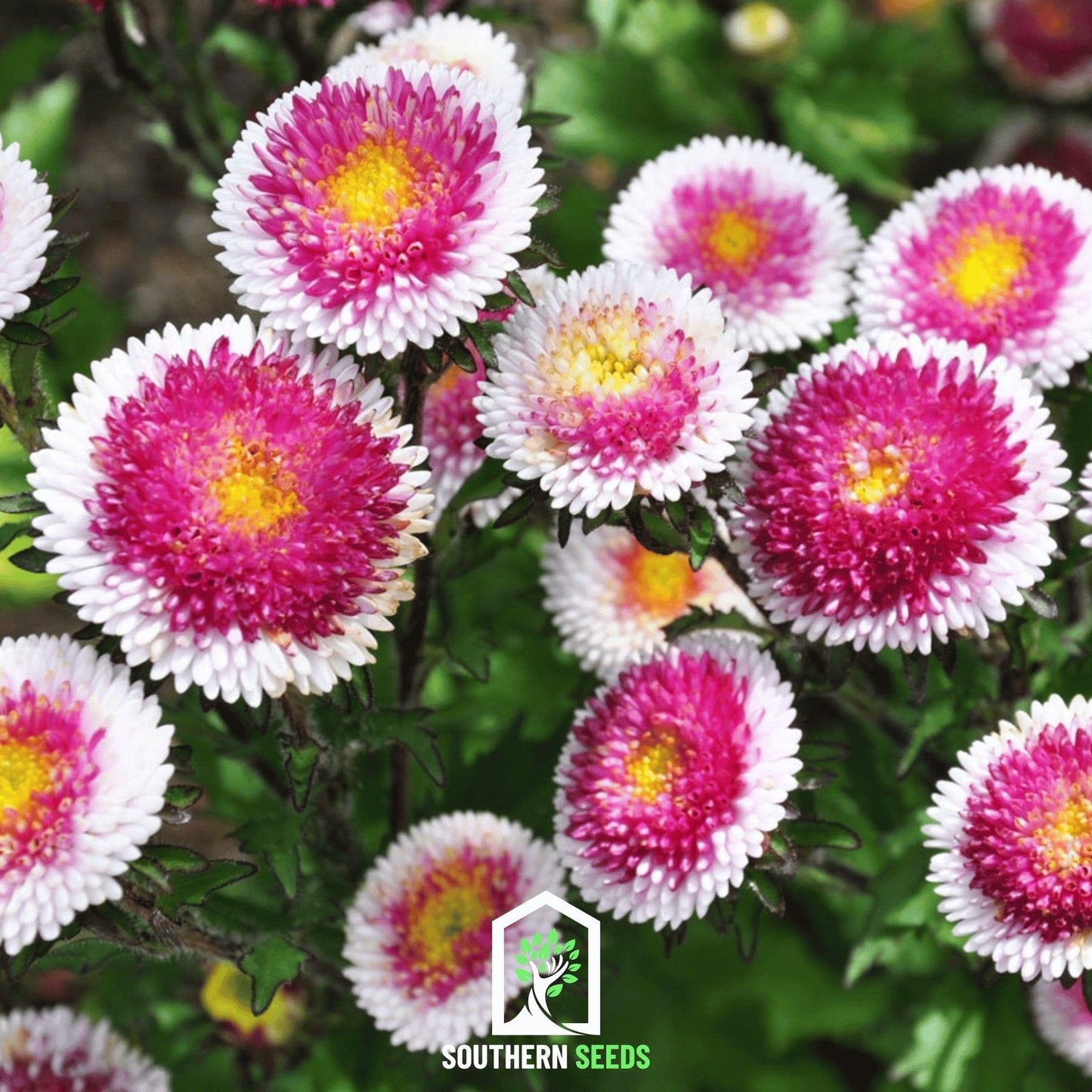 Hi-No-Maru Pompon Aster seeds from Southern Seeds, small round flower buds in a close-up image of seed packets.
