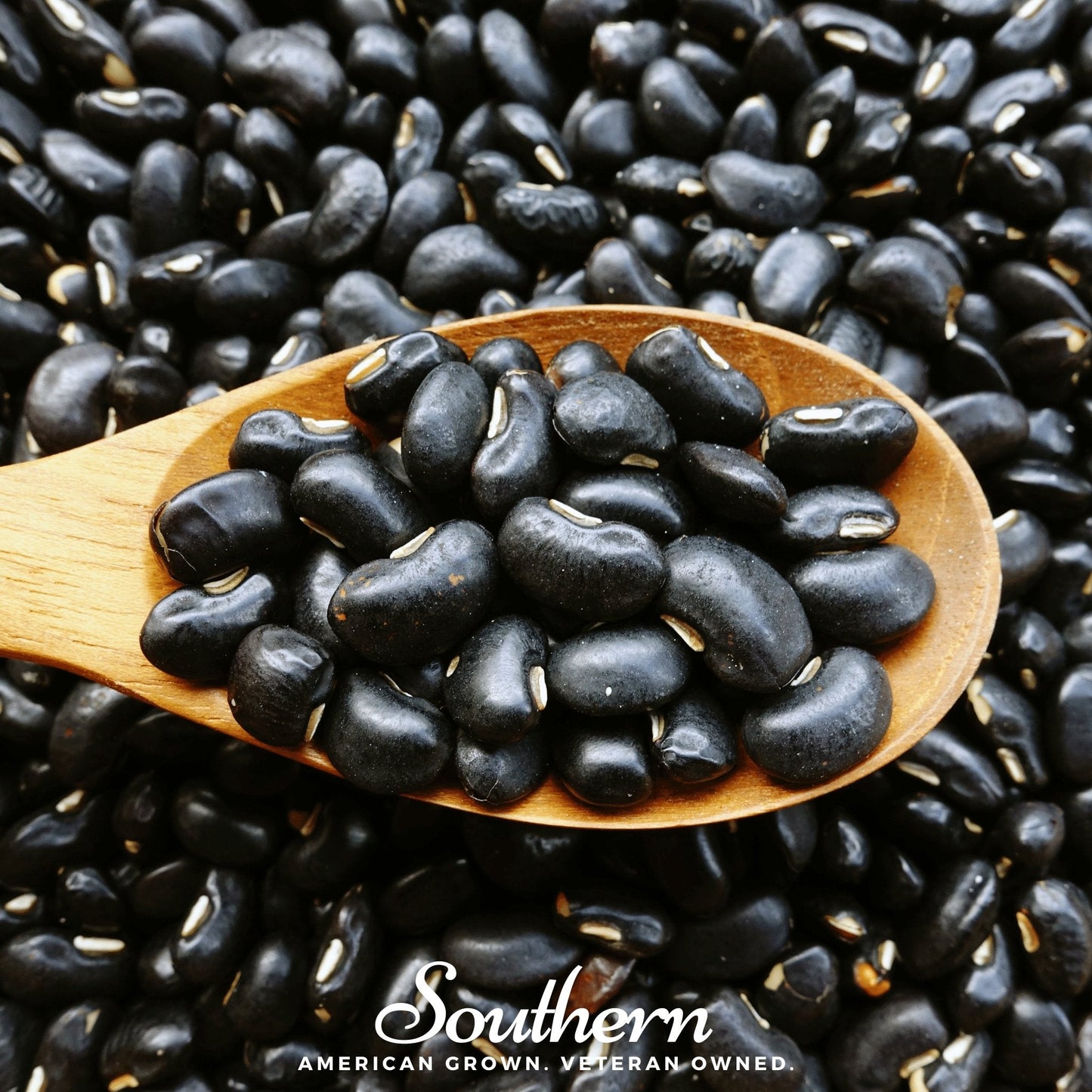 Black Coco bean bush plant with 30 seeds from Southern Seeds, showing dark, glossy beans ready for planting.