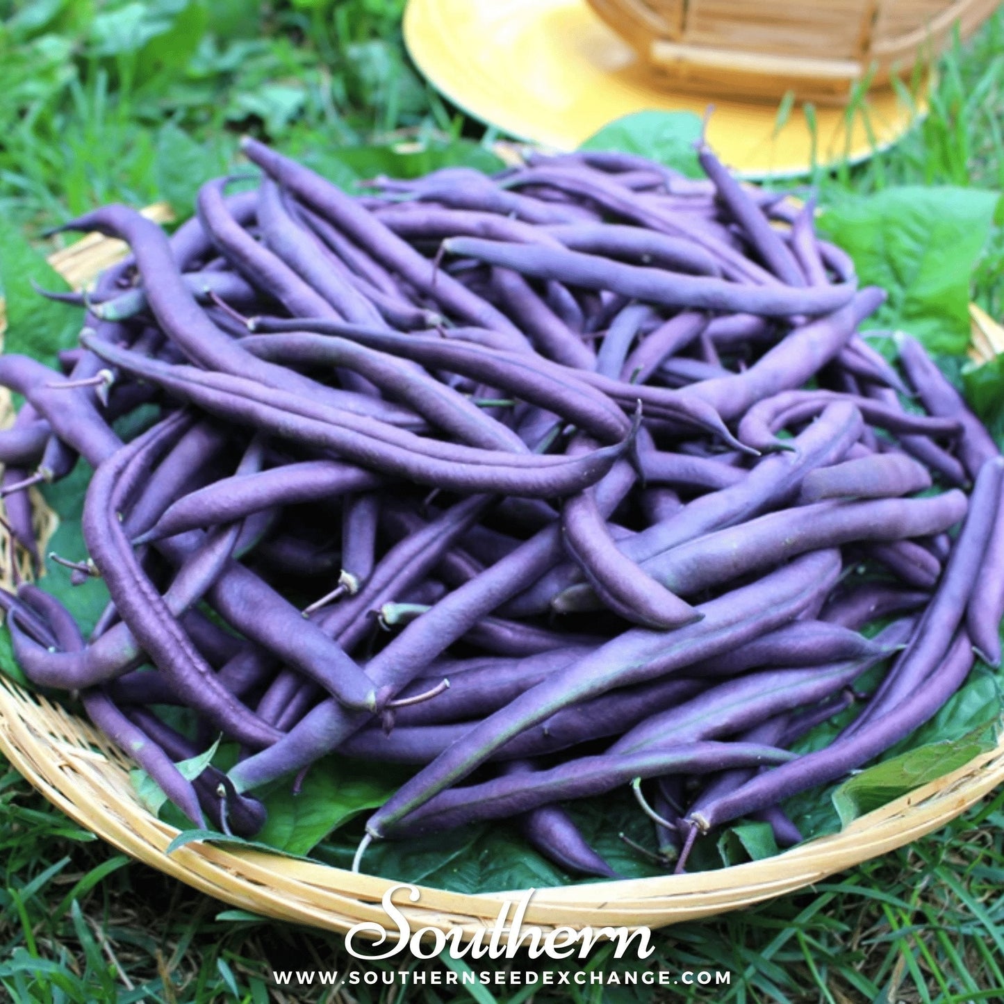 Royal Burgundy Bean bush seeds from Southern Seeds, showing vibrant purple beans and green foliage in a close-up image.