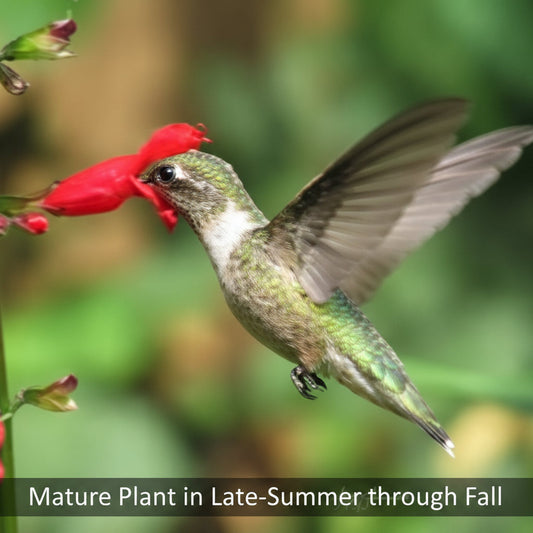 Belize Sage live plant by Steep Hill Garden, showing vibrant green leaves and purple flowers, ideal for hummingbirds and pollinators.