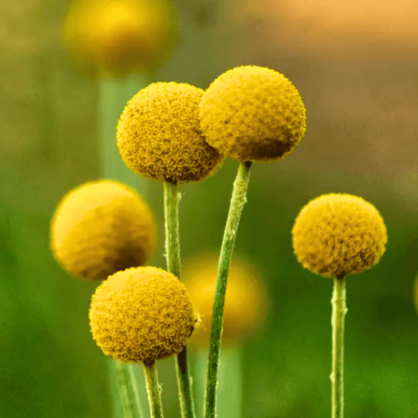 Packet of 50 Billy Buttons (Drumsticks) seeds from Southern Seeds, featuring bright, colorful flower buds on sturdy stems.