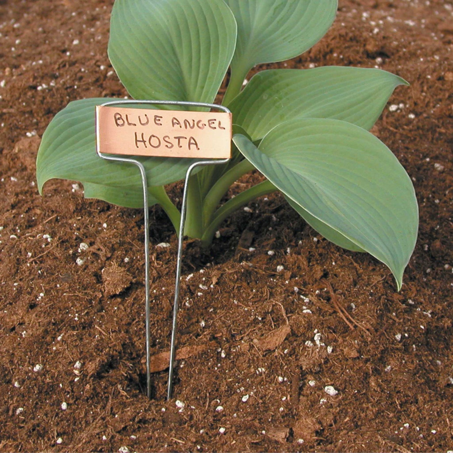 Set of 10 zinc plant labels with copper or zinc finish, designed for gardening, featuring classic impressions for identifying garden plants.