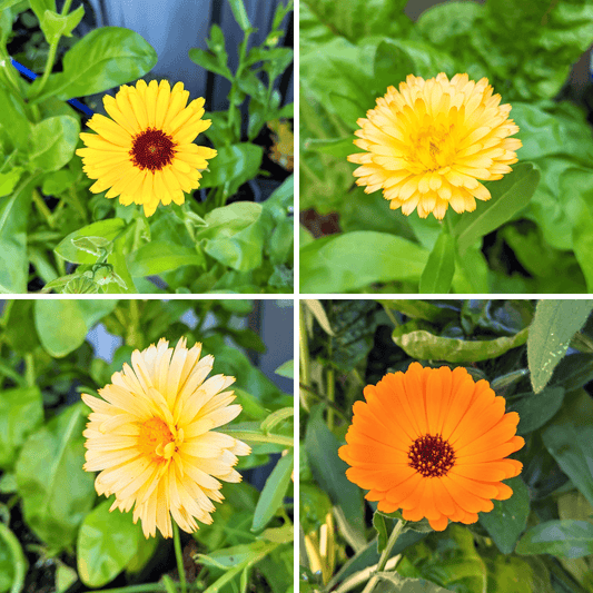 Calendula beginner herb grow kit with seeds, including a planting tray, soil, and seed packets for easy herb gardening by Plantflix.
