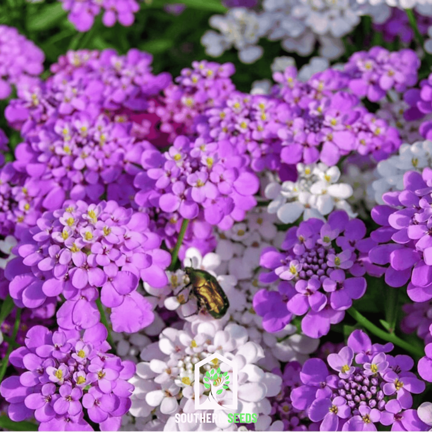 Mixed Candytuft flower seeds from Southern Seeds, showing vibrant seed packets for planting Candytuft in gardens.