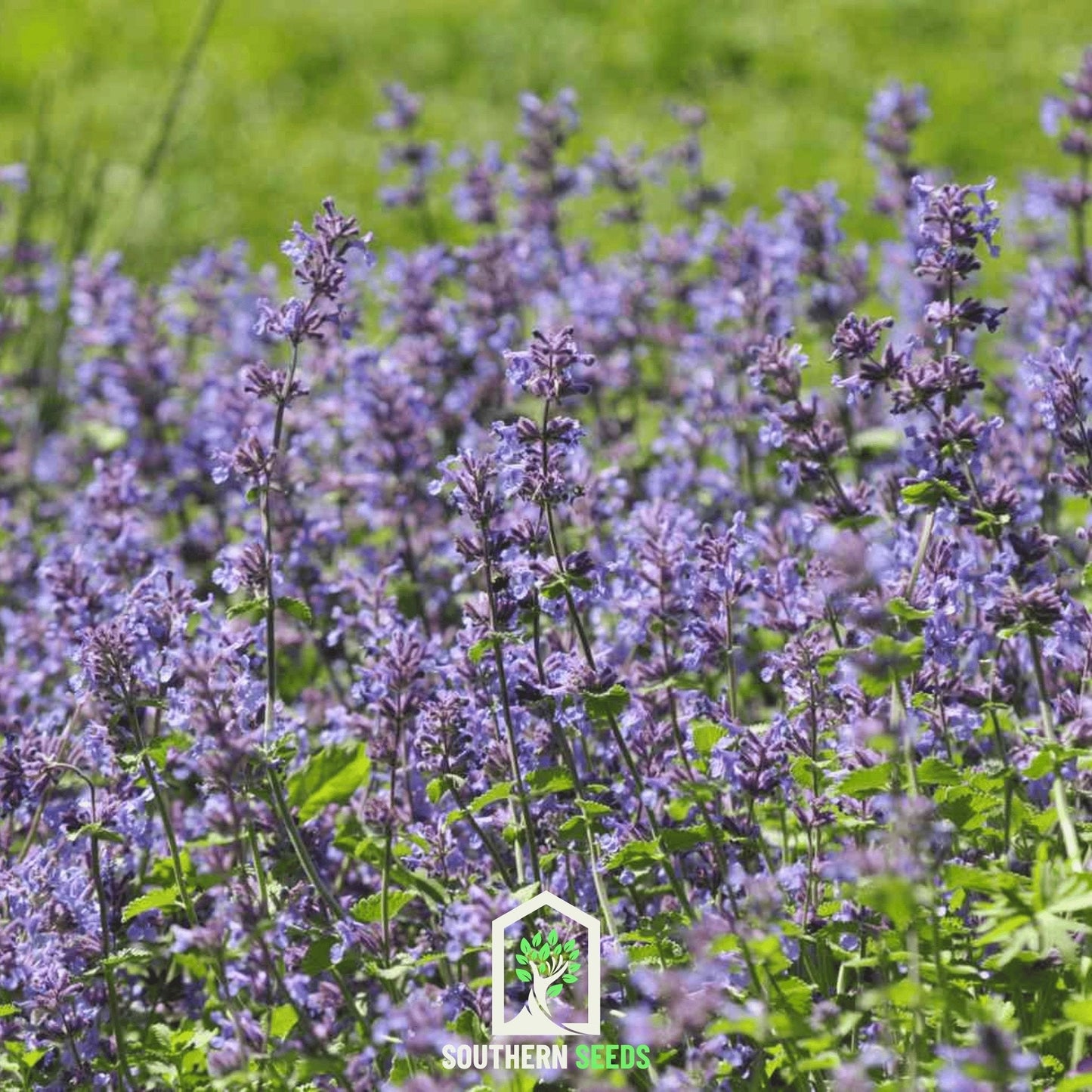 Pack of 100 Southern Seeds catmint (Nepeta mussinii) seeds, featuring green foliage and purple flowers, ideal for garden planting.