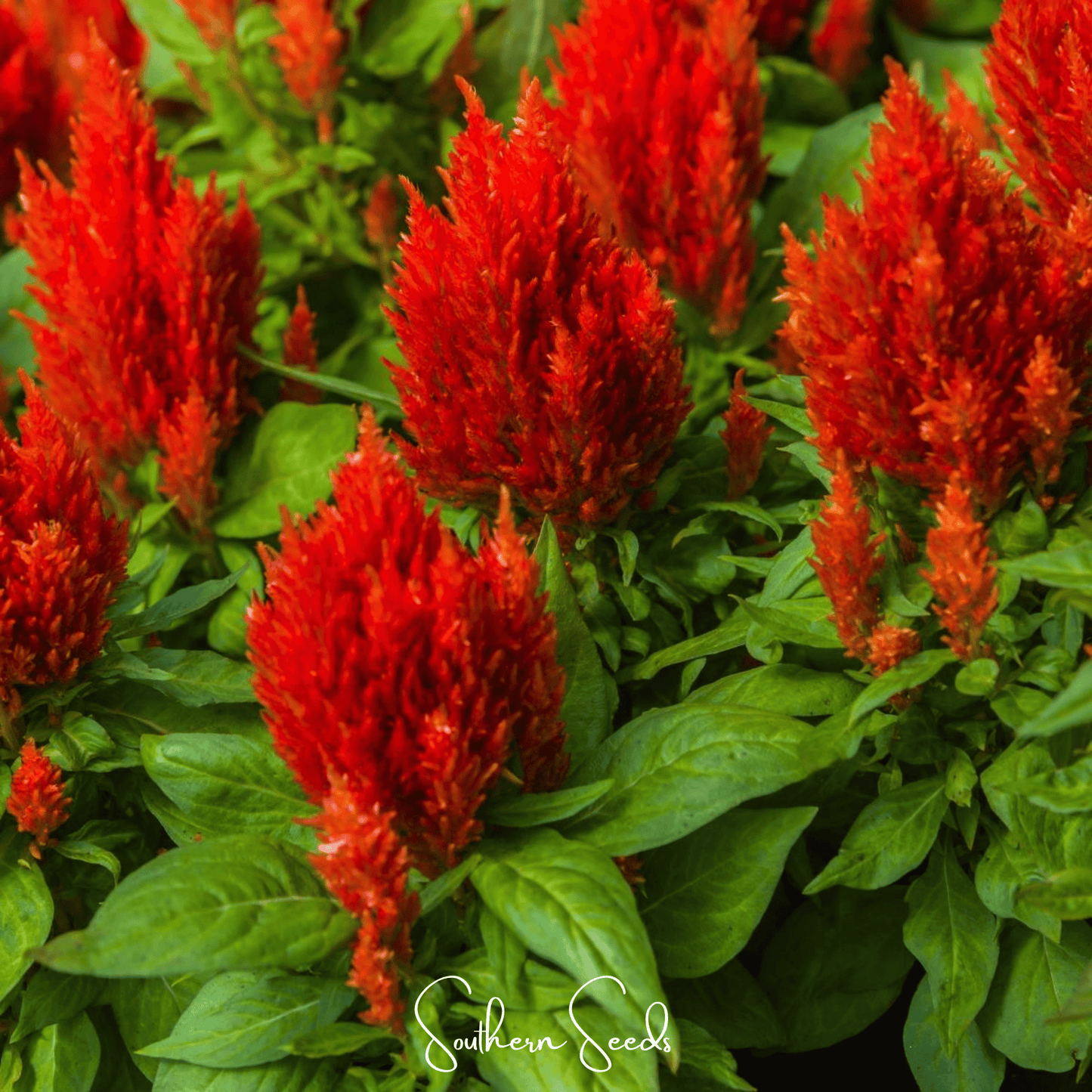 Bright red Scarlet Plume Celosia seeds from Southern Seeds, showcasing vibrant flower heads and lush green foliage.