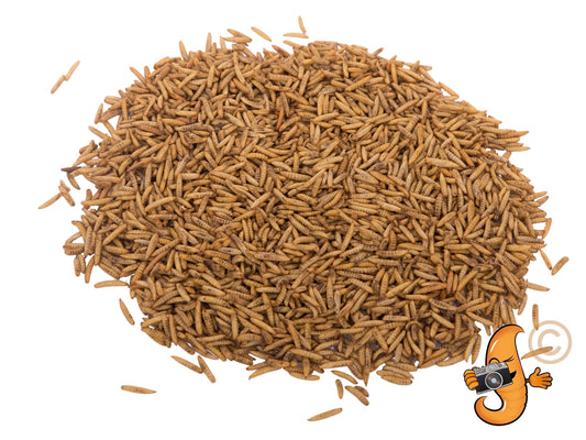 5LB bag of Chubby Mealworms USA dried black soldier fly larvae, showing the packaged product with dried BSFL in a clear bag.