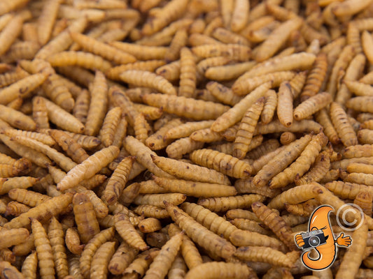 2LB Chubby Dried Black Soldier Fly Larvae by Chubby Mealworms USA, North American Grown, Non-GMO insect protein in a resealable bag
