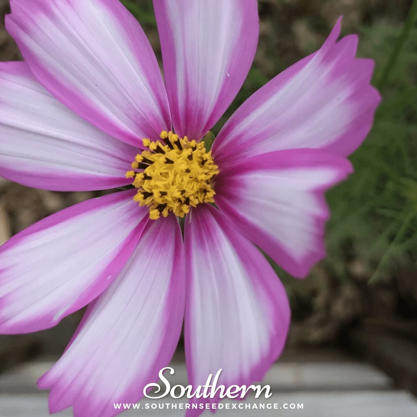 Picotee Cosmos flowers from Southern Seeds, showing vibrant pink and white petals of Cosmos bipinnatus Picotee variety.