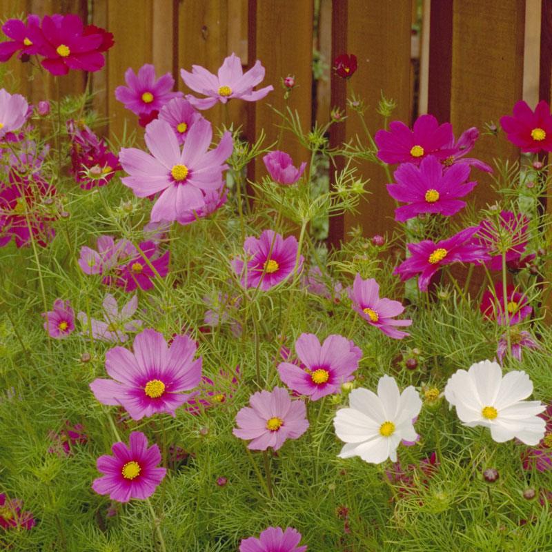 Grow Organic Cosmos Sensation Mix flower seed pack with vibrant blooms, showcasing colorful cosmos flowers in a natural garden setting.