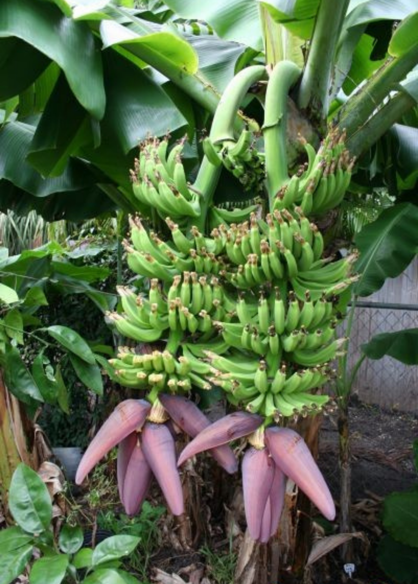 Dwarf 'Double Mahoi' banana tree, tropical fruit plant by Sow Exotic with lush green leaves and developing banana clusters.