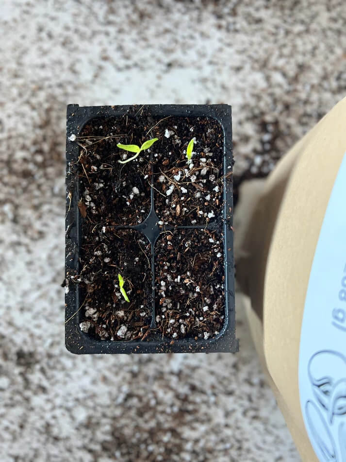 Elm Dirt Seedling Mix in a bag, showing a close-up of the organic soil blend suitable for young plants and seedlings.