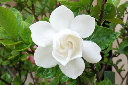 Everglades Farm August Beauty Gardenia shrub with white flowers, 1-2 feet tall, in a 1-gallon container.