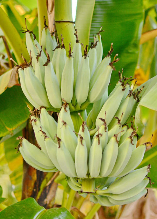 Everglades Farm Kokopo Patupi Dwarf Banana Plant, 1-2 feet tall in a 1-gallon pot, healthy green foliage.
