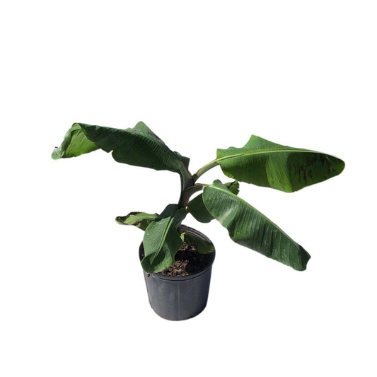 Healthy Lakatan Musa banana plant from Everglades Farm, 1-2 feet tall in a 1-gallon container, ready for planting.