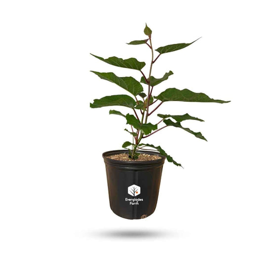 Everglades Farm Tomuri Fuzzy Kiwi Vine male pollinator, 1-gallon size, showing fuzzy kiwi vine with green foliage.