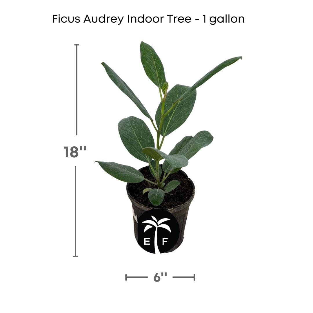 Everglades Farm 12-18 inch Ficus Audrey Banyan Tree, elegant indoor plant with lush green foliage, perfect for home decor.
