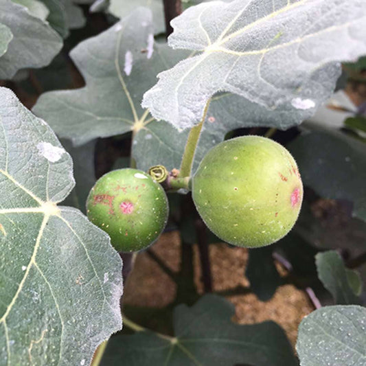 Everglades Farm Chicago Hardy Fig Ficus carica in a 12-18 inch 1-gallon pot, showcasing lush green leaves and healthy growth.