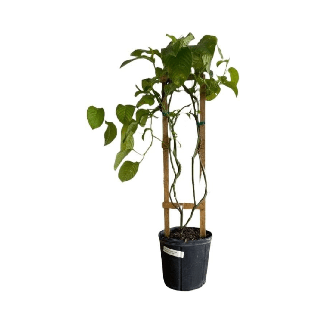 Giant Granadilla plant from Everglades Farm, 12-18 inches tall in a 1-gallon pot with lush green leaves and vibrant fruit.