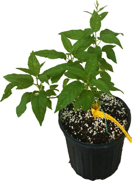 Everglades Farm Issai Kiwi self-fertile female plant in a 1-gallon pot, 12-18 inches tall with lush green leaves.