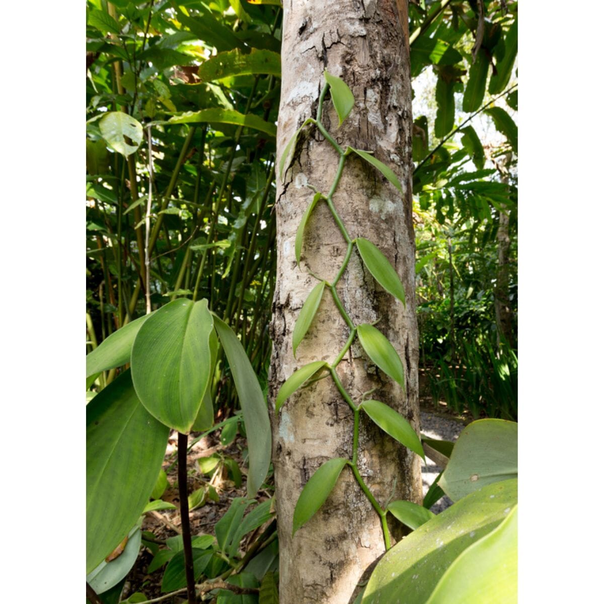 Everglades Farm Vanilla Bean Orchid (Vanilla planifolia) tropical climbing vine, 12-24 inches, for gourmet vanilla beans.