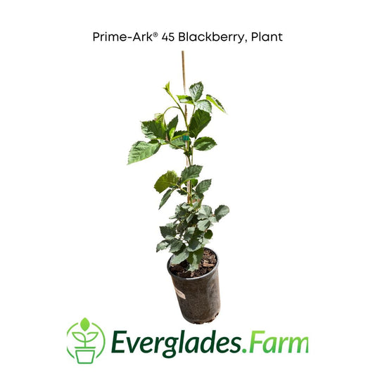 Everglades Farm Prime-Ark® 45 Blackberry Plant, 24-30 inches tall in a 1-gallon container, healthy and ready to grow.