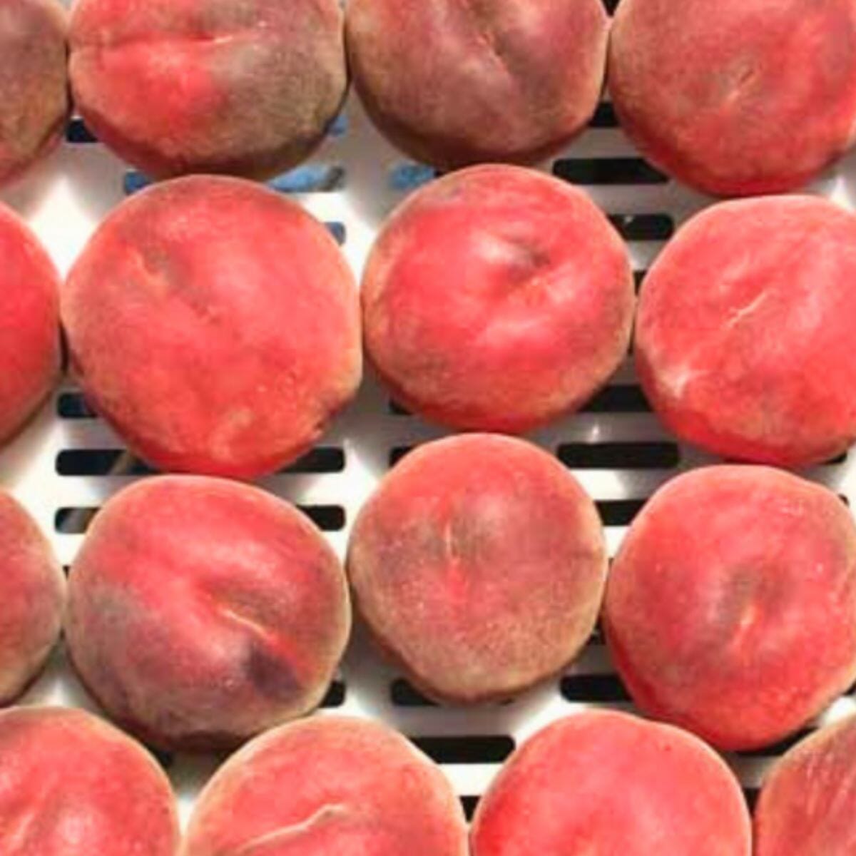 Everglades Farm UF One Peach Tree grafted, 3-4 feet tall with golden-yellow fruit, fast-growing, low-chill for warm climates.