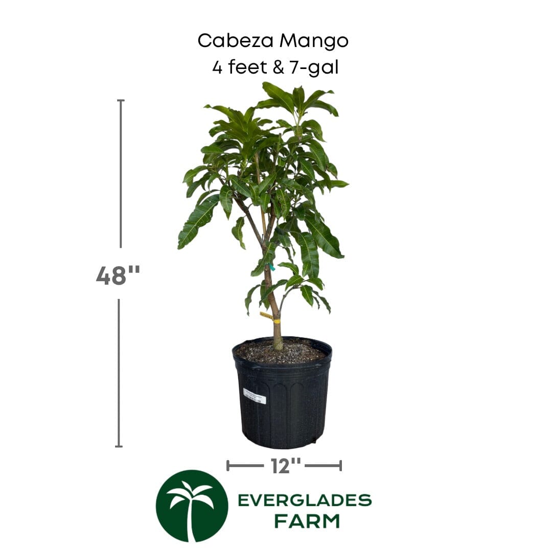 Grafted Mango Tree Cabeza Man's Head variety from Everglades Farm, 1-2 feet tall, in a 1-gallon container.