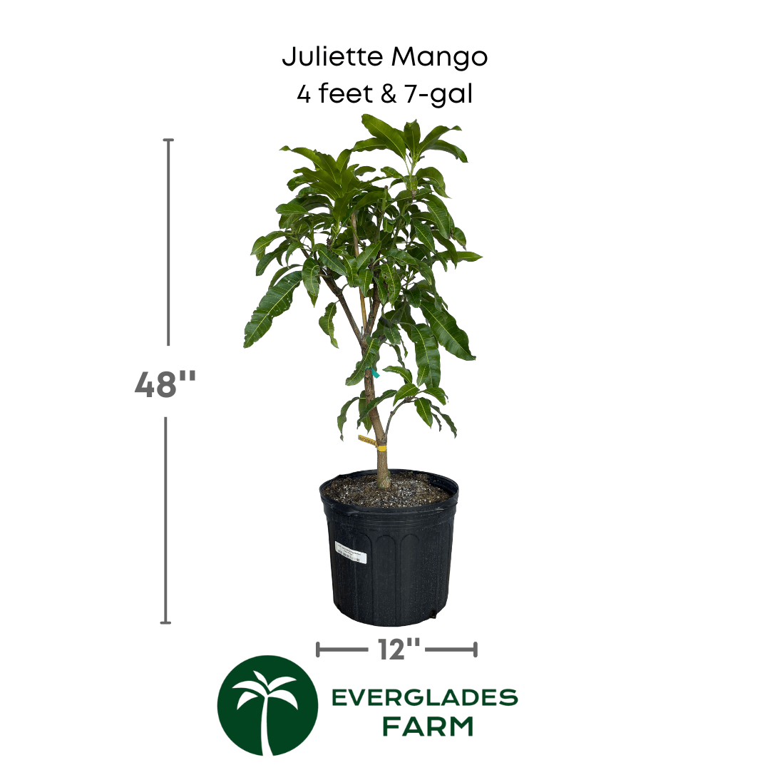 Grafted Juliette Mango Tree from Everglades Farm, 1-2 feet tall in a 1-gallon container, healthy and ready for planting.