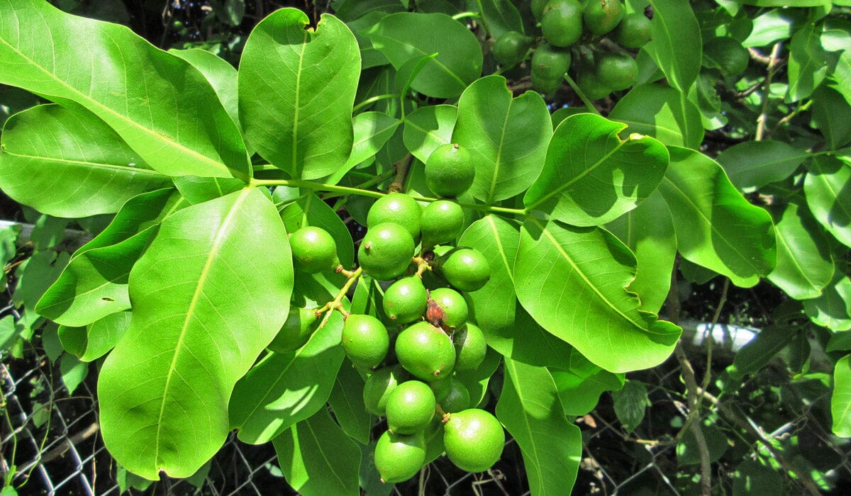 Everglades Farm Mamoncillo Tree seedling, Spanish Lime fruit tree, 1-2 feet tall, 1-gallon container, healthy young citrus tree.