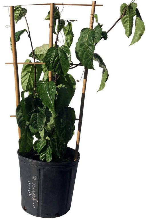 Purple Passion Fruit Vine from Everglades Farm, 12-18 inch Maracuya Morado fruit tree in a 1-gallon pot.