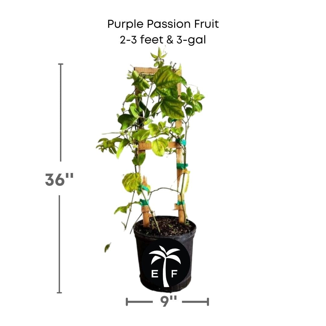 Purple Passion Fruit Vine from Everglades Farm, 12-18 inch Maracuya Morado fruit tree in a 1-gallon container.