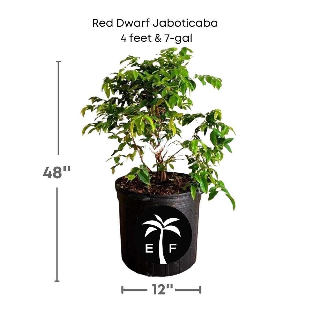 Red Dwarf Jaboticaba hybrid tree from Everglades Farm, 12-18 inch tall fruit tree with vibrant red foliage and budding fruit.