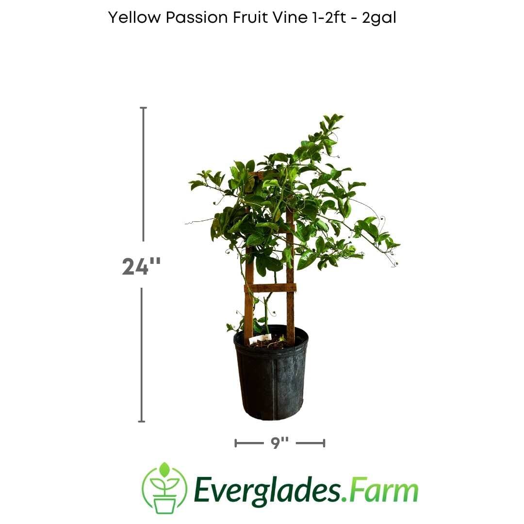 Yellow Passion Fruit Vine from Everglades Farm, 12-18 inch Maracuya Amarillo fruit tree in a 1-gallon pot, ready for planting.
