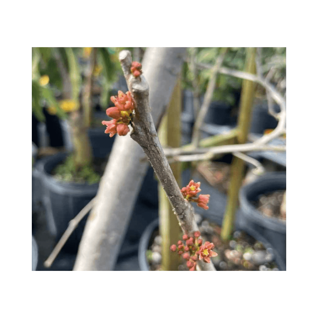 Yellow Spanish Hog Plum tree, Ciruela Jocote Amarillo, 12-18 inch fruit tree from Everglades Farm, in a 1-gallon container.