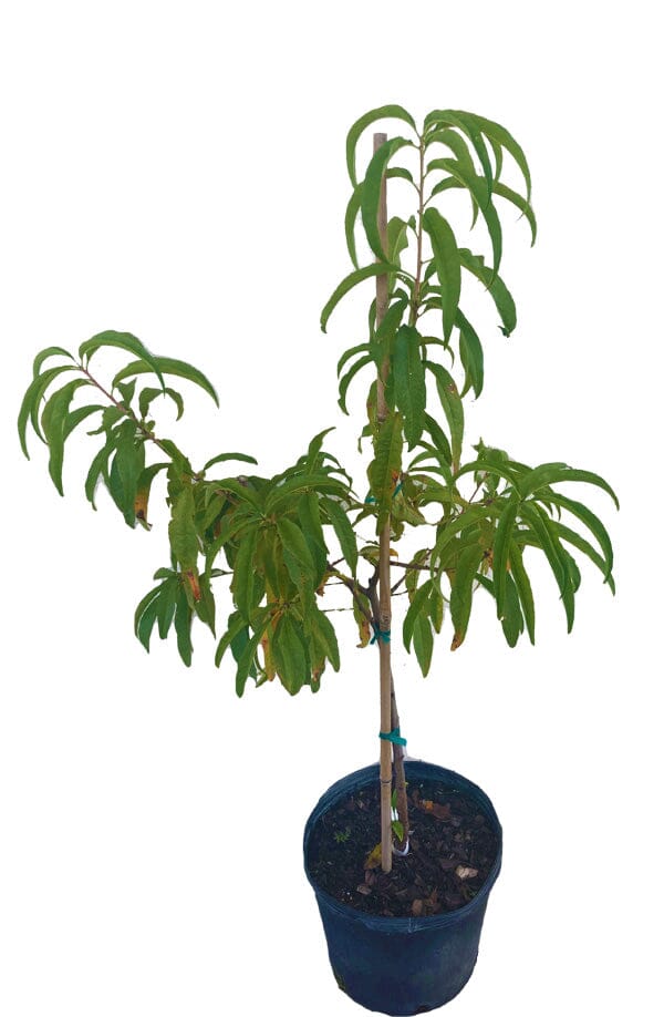 Everglades Farm Tropic Beauty Dwarf Peach Tree, 2-3 ft, grafted, low chill, self-fertile, sweet and juicy fruit for warm climates.