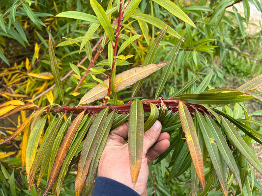 Fantail willow branch with cascading leaves, featuring a lush green appearance, from The Farm On Central.