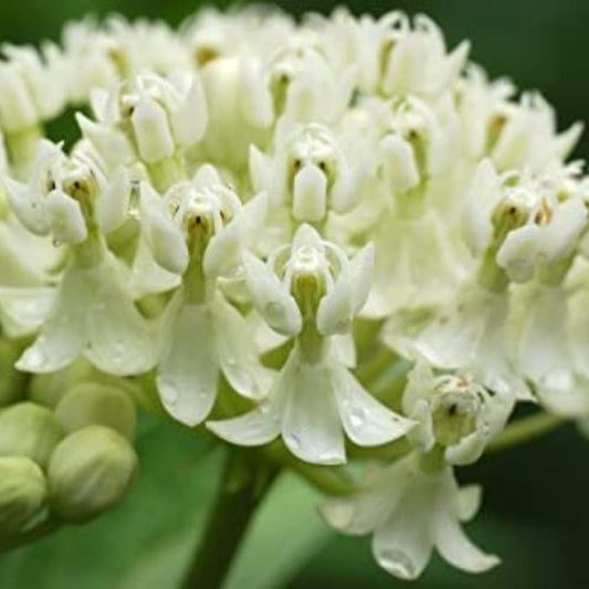 Two white milkweed live plants from Florida Plants Nursery, ideal for butterfly gardens and flowering landscapes.