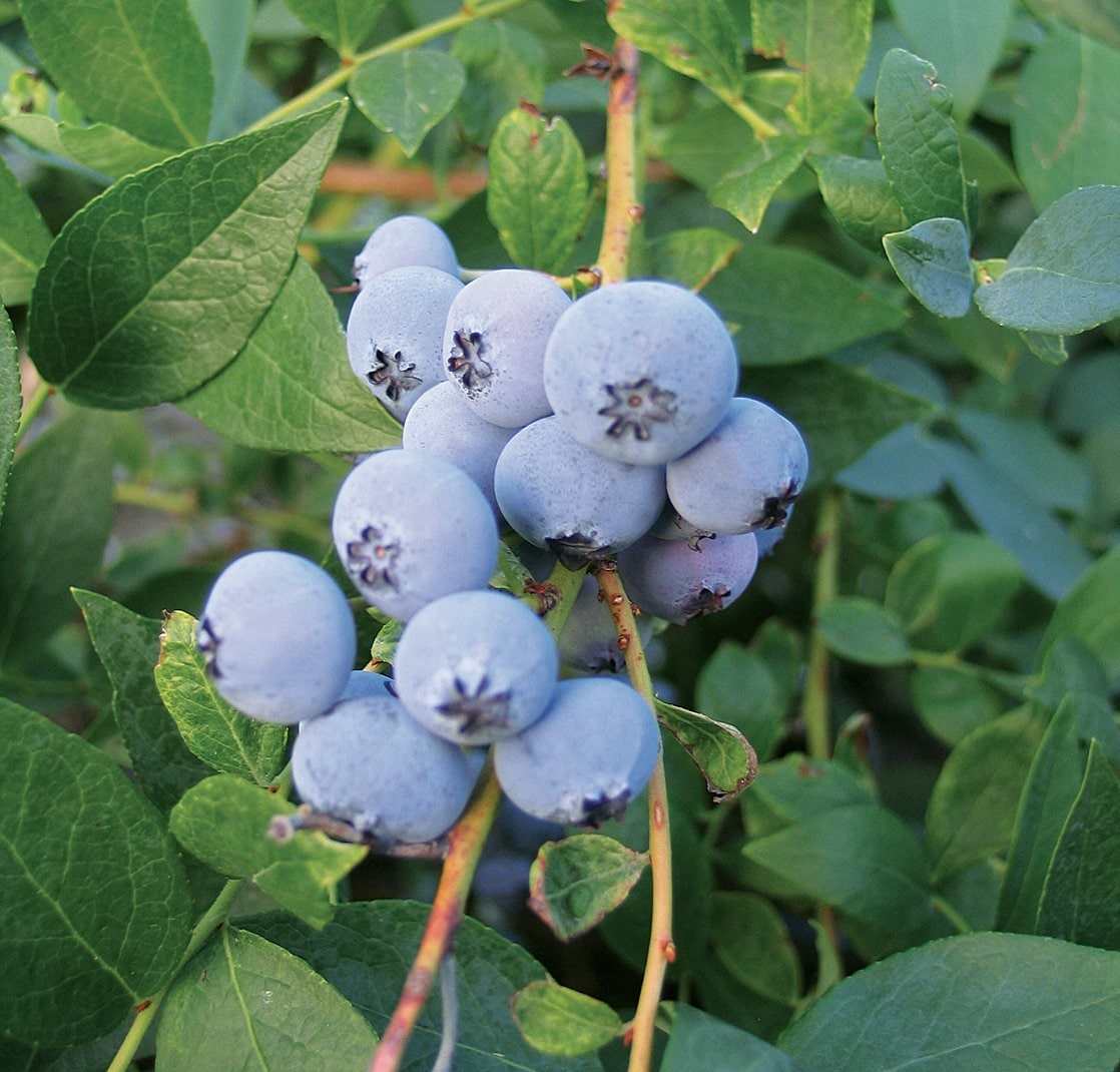 Biloxi Blueberry Plant from Florida Plants Nursery with green foliage and developing berries in a garden setting